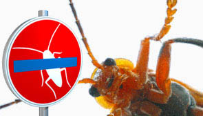 Insekt neben dem Schild – In Kaufbeuren Eintritt für Schädlinge verboten.