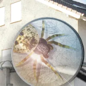 Ansicht einer Heckenlauerspinne bzw. Mauerspinne und Spinnweben unter einer Lupe vor einer Hausfassade