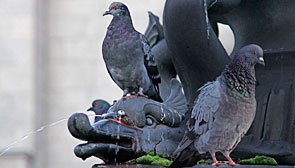 Tauben sitzen auf einem Brunnen