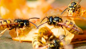 Wespen stürzen sich auf eine Birne