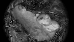 Siebenschläfer mit Jungem im Nest in einer Baumhöhle