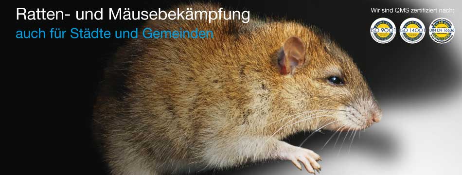 Ratten- und Mäusebekämpfung